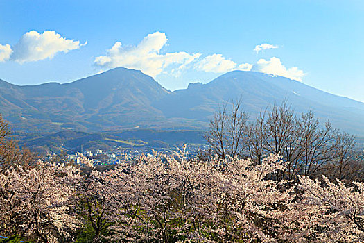 山,山脉,樱桃树