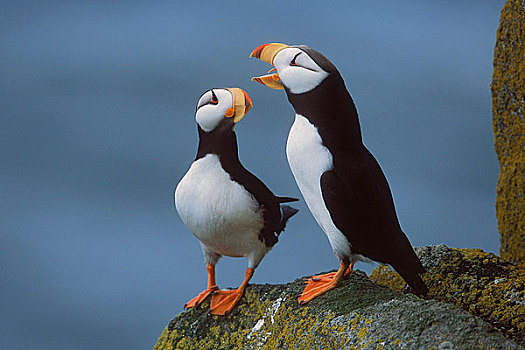 有角,角嘴海雀,一对,石台,一个,叫,示爱,海象,岛屿,保护区,布里斯托湾,西南方,阿拉斯加