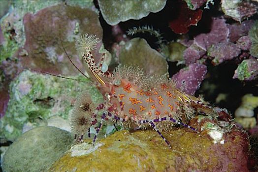 虾,珊瑚,所罗门群岛