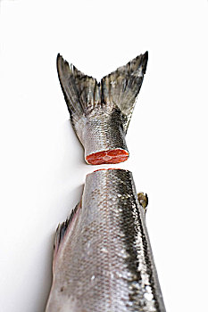 红大马哈鱼,尾部,剪切