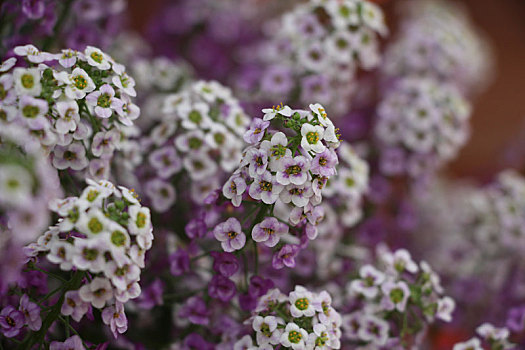 丁香花