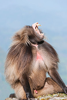 狮尾狒,展示,牙齿,塞米恩国家公园,阿姆哈拉族,区域,埃塞俄比亚,非洲