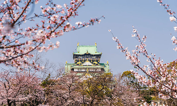 春天日本大阪城公园樱花盛开