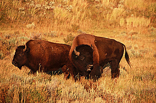 水牛,黄石国家公园