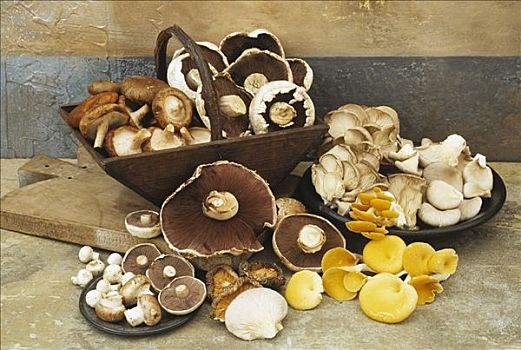 静物,种类,蘑菇