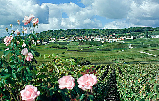 葡萄园,玫瑰,乡村,香槟,法国