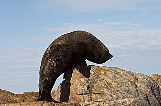 毛海狮,雄性动物,走,向上,石头,福克兰群岛