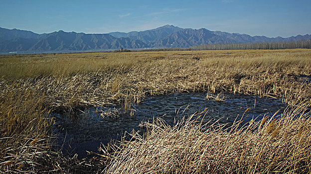 野鸭湖