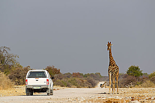 长颈鹿,路边,喷泉,纳米比亚