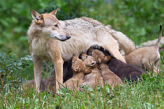 大灰狼,哺乳,幼兽,巴伐利亚,德国