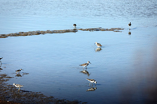 山东省日照市,入海口湿地成了水鸟乐园
