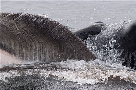 驼背鲸,大翅鲸属,鲸鱼,展示,鲸须,进食,阿留申群岛,阿拉斯加
