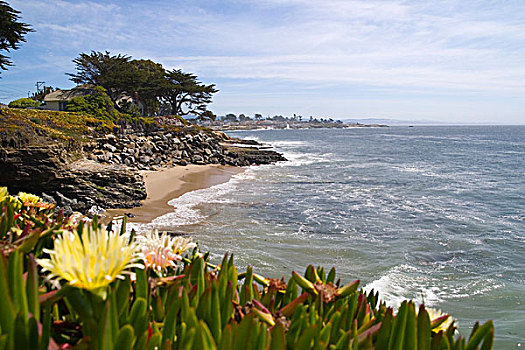 黄花,冰柱,植物,悬崖,高处,太平洋,海洋,加利福尼亚