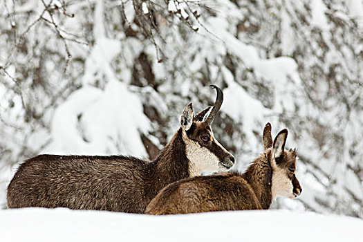 岩羚羊,臆羚,早,冬天,大雪,大帕拉迪索国家公园,意大利