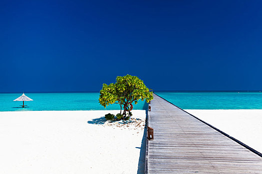 漂亮,海滩,码头,孤树,马尔代夫