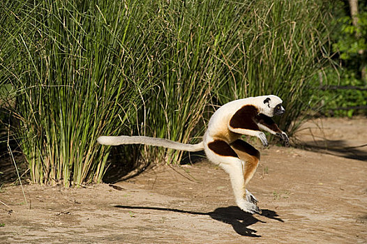 马达加斯加,马达加斯加狐猴,跳跃,上方,地面