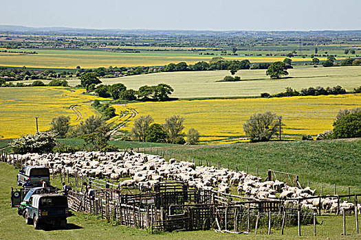 英格兰,肯特郡,湿地,绵羊,畜栏