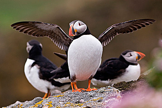 角嘴海雀,北极,翼,防护,设得兰群岛,苏格兰,英国,欧洲