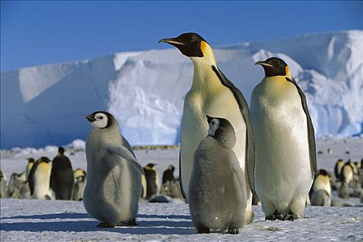 帝企鹅,成年,南极