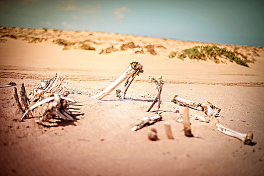 骨骼,死,骆驼,沙漠