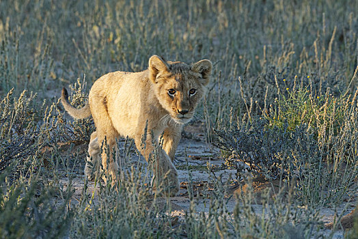 非洲狮,狮子,幼狮,走,干草,卡拉哈迪大羚羊国家公园,北开普,南非,非洲