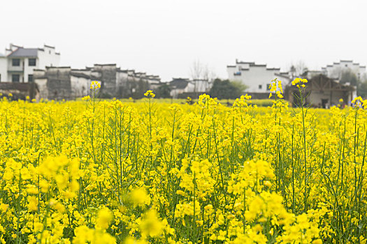 婺源油菜花