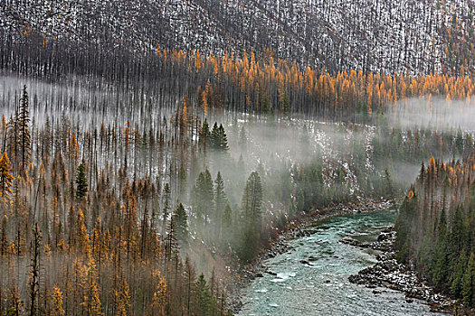雾,秋天,落叶松,北方,河,冰川国家公园,蒙大拿,美国