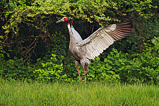 印度,鹤,振翅,盖奥拉迪奥,国家公园