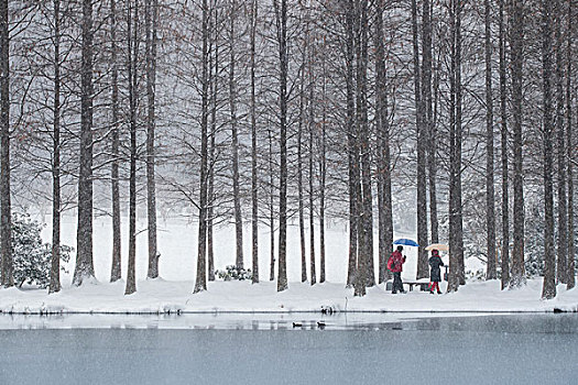 雪中杉林