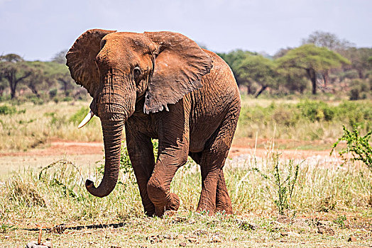 非洲象,西察沃国家公园,肯尼亚,非洲