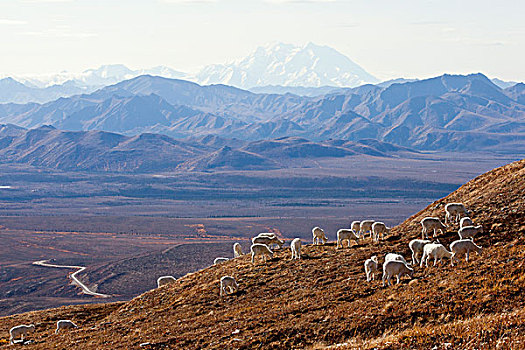 乐队,野大白羊,羊羔,放牧,山坡,德纳利国家公园和自然保护区,山,麦金利山,背景,室内,阿拉斯加,秋天