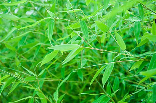 夏季生长茂盛的竹子