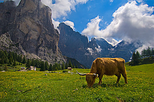 母牛,放牧,草地,山谷,意大利