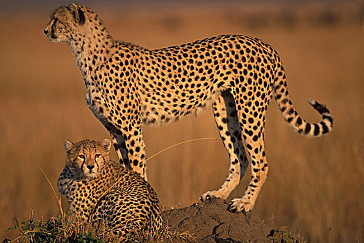 非洲,肯尼亚,马塞马拉野生动物保护区,成年,女性,印度豹,猎豹,站立,幼兽,向外看,热带草原