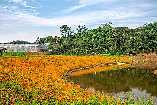 重庆巴南花木世界园林湖边盛开的鲜花