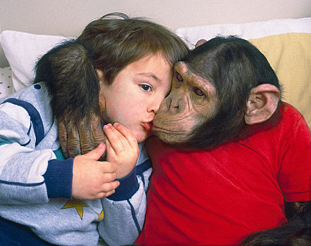 黑猩猩,男孩,搂抱,英格兰,英国