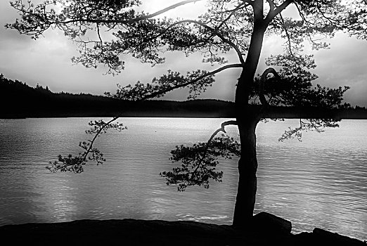 松树,湖,瑞典