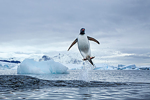 南极,巴布亚企鹅,跳跃,水,海岸线