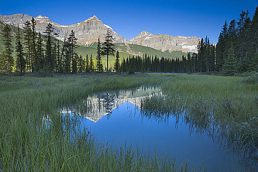 反射,山峦,河,山,班芙国家公园,艾伯塔省,加拿大