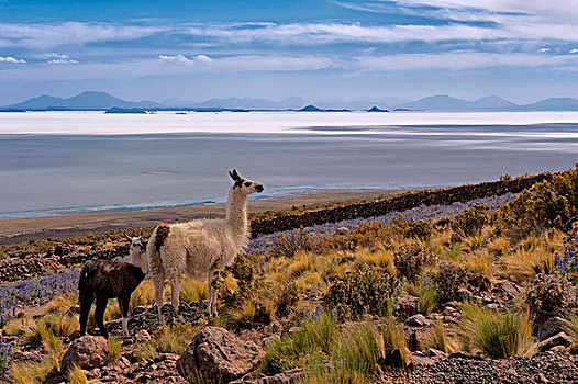 美洲驼,幼兽,山,草地,盐湖,乌尤尼,玻利维亚,南美