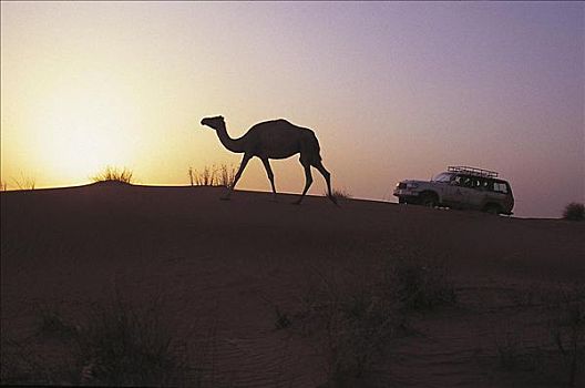 吉普车,骆驼,哺乳动物,迪拜,酋长国,中东,探险,假日,动物
