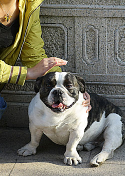 少女和八哥犬