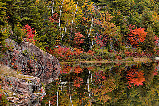 秋天,反射,河,萨德伯里,地区,安大略省,加拿大
