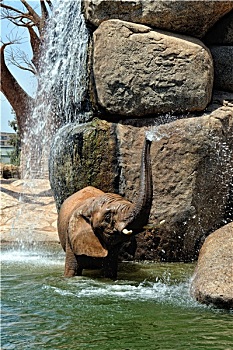 非洲象,自然环境,站立,瀑布