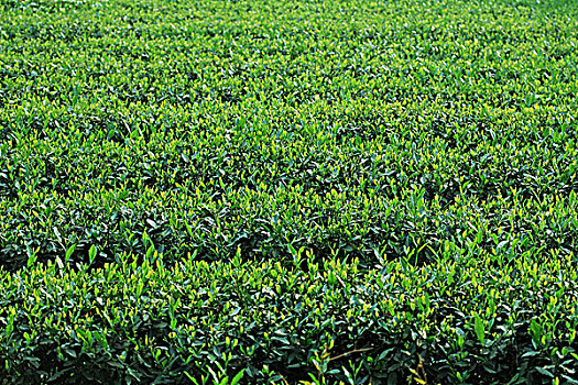 茶,樹(shù)