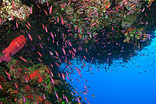 珊瑚,鳕鱼,青星九刺鮨,鱼群,鱼,活力,彩色,健康,珊瑚礁,水,维提岛,斐济,南太平洋