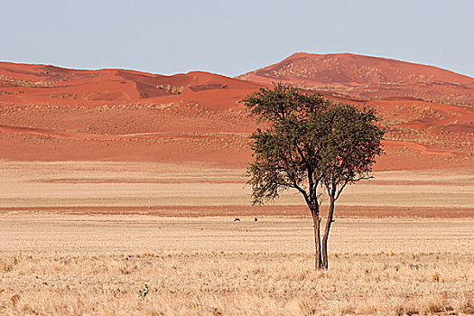 骆驼,刺,树,草,草原,沙丘,纳米布沙漠,背影,靠近,道路,纳米比亚,非洲
