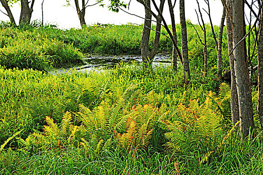 屈斜路湖,湿地,北海道