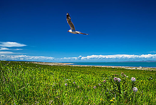 青海湖边飞行的海鸥