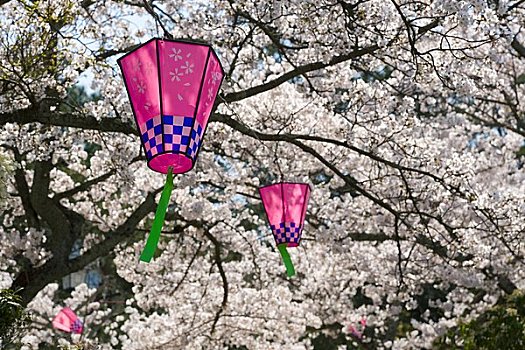 樱花,装饰,灯笼,宫岛,广岛,日本